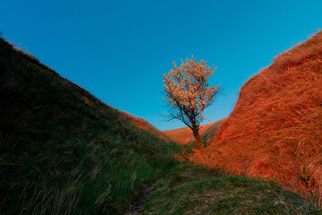 Spring scenery with dry grass ravine and the lonely blooming tree under a vibrant blue sky in the...