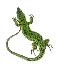 European lizard macro photo white background