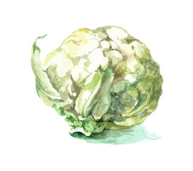 Cauliflower watercolor isolated on white background botanical illustration for all prints. hand painted. Vegetable.