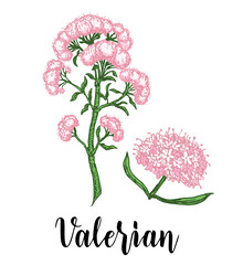 Hand drawn Valerian with leaves and flowers. Valeriana officinalis isolated on white background. Medical herbs. Forest plant. Vector illustration engraved. - obrazy, fototapety, plakaty