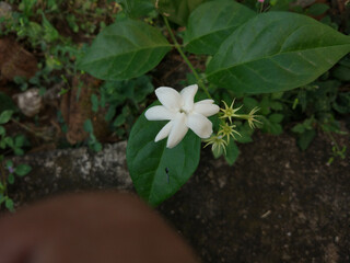 Jasmine sambak in garden