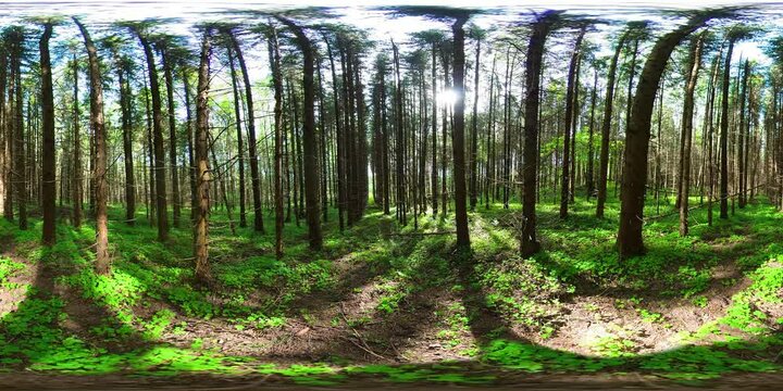 Tall trees and ferns in the forest on a Sunny summer day. Forest with green trees. VR 360.