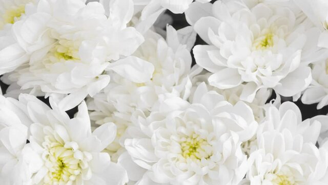 Motion picture of bouquet of white chrysanthemum flowers top view. Close-up view of blooming chrysanthemums. Floral background. Bunch of blossoms with white petals. Nature, gardening concept
