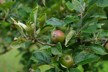 Reifende Äpfel am Zweig eines Apfelbaums im Sommer