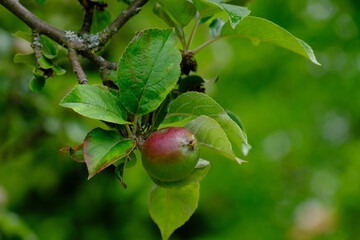 Ein reifender Apfel wächst an einem Apffelbaum