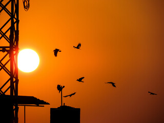 silhouette of crows at sunset..