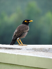 Common myna bird on terrace..