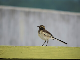Robin bird on terrace..