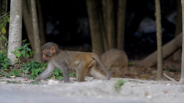 baby monkey runs along the bushes