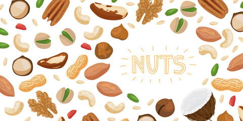 Nuts mix set. Horizontal banner with different nuts. Brazil nut, coconut, cashew, hazelnut, pistachio, pecan, macadamia, peanut, cedar nut, almond, chestnut. Vector illustration isolated on white