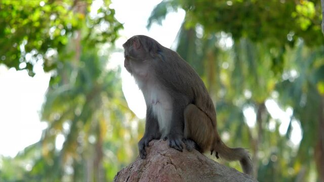 The monkey Macaca mulatta sits on a stone. 