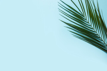 Fototapeta na wymiar Branch of a palm tree on a light blue background. Banner. Flat lay, top view