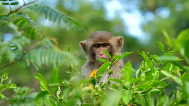 Baby monkey sitting in the foliage. Slow motion.