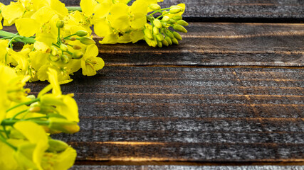 Rapes flower. Yellow rape flowers for healthy food oil on wooden background. Rapeseed plant, colza rapeseed for green energy. Yellow mustard plant.