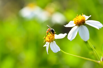 White bidens pilosa flower blooming with bee drinking nectar on blurred green macro background
