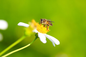 Close up white bidens pilosa flower with yellow pollen  blooming with bee drinking nectar on blurred green macro background