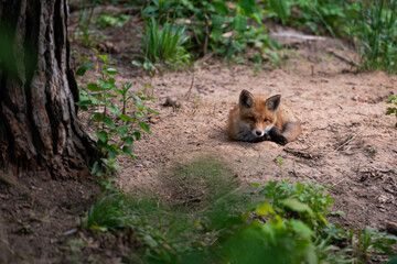 Red Fox. The species has a long history of association with humans.The red fox is one of the most important furbearing animals harvested for the fur trade. Largest of the true foxes