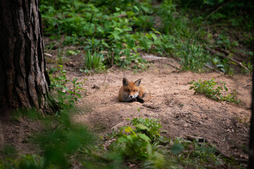 Red fox - Vulpes vulpes, sleep in the sand, direct eye contact, sunlit, tree bokeh in the background