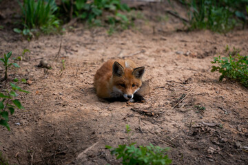 lying red fox in the sand in the forest with open eyes looking directly into the camera. Portrait of a baby fox.