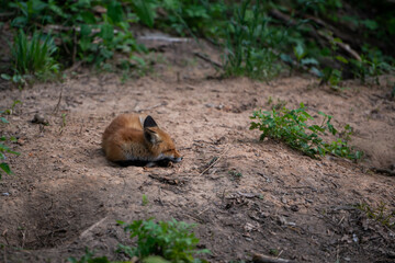 sleep red fox( vulpes vulpes) in the forest