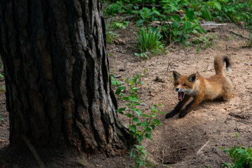 Naklejka na ściany i meble Close-up of a red fox stretching and yawning in the sand in the forest with green grass next to a cave