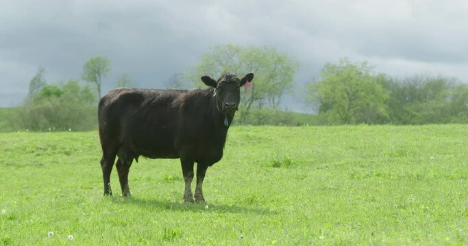 Slow motion of a lone black angus cow standing in a green pasture and mooing towards camera