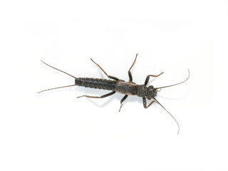 Closeup on shortwing stonefly plecoptera isolated on white background