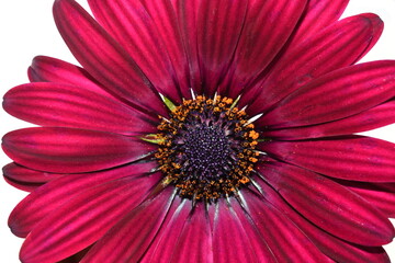 Closeup on a red spanish marguerite  daisy flower