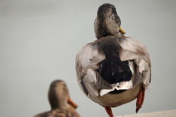 Ente am Rhein auf einem Bein stehend
