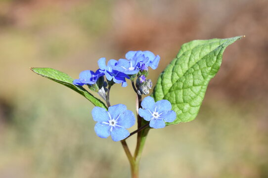 Omphalodes verna Blue-eyed Mary flower in spring