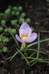 Small blue crocus flower on a background of soil. Early spring.