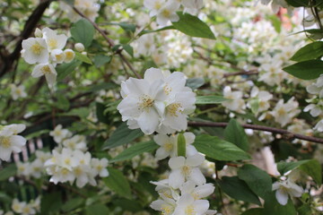 White flowers of cherry tree. Agriculture.Spring Garden.