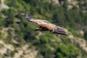 Griffon vultures above the Rocher du Caire near Remuzat, Drôme provençale