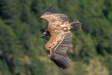 Griffon vultures above the Rocher du Caire near Remuzat, Drôme provençale