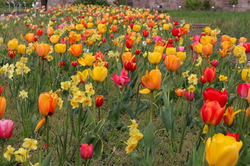 Blumen, Tulpen, Blüten, Blumenwiese, Frühling