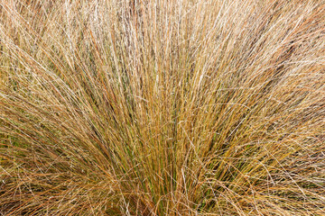 Chionochloa rubra an evergreen plant commonly known as red tussock grass
