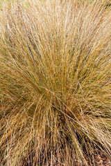Chionochloa rubra an evergreen plant commonly known as red tussock grass