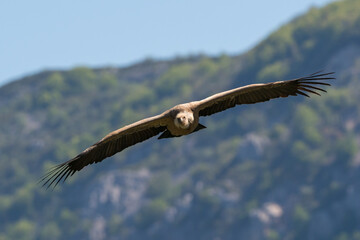 Griffon vultures above the Rocher du Caire near Remuzat, Drôme provençale