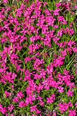 Obraz na płótnie Canvas Rhodohypoxis milloides 'Claret' a flowering bulbous plant with a pink red springtime flower commonly known as spring starflower, stock photo image