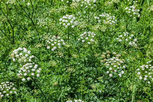 Oenanthe crocata the most poisonous plant found in the UK which has a white spring summer wildflower weed and commonly known as Hemlock Water Dropwort, stock photo image