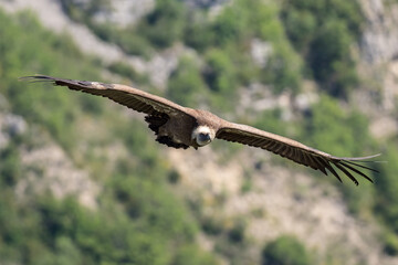 Griffon vultures above the Rocher du Caire near Remuzat, Drôme provençale