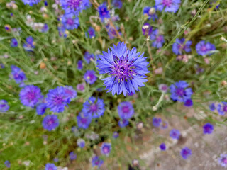 placer cornflowers