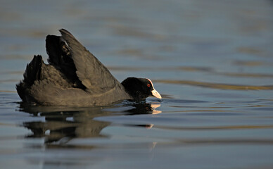 Coot (Fulica atra), Crete, Greece