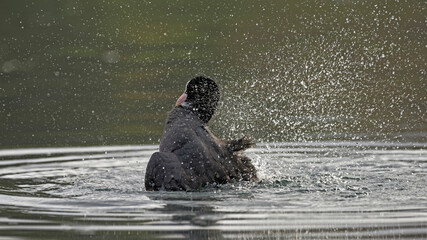 Coot (Fulica atra), Crete, Greece