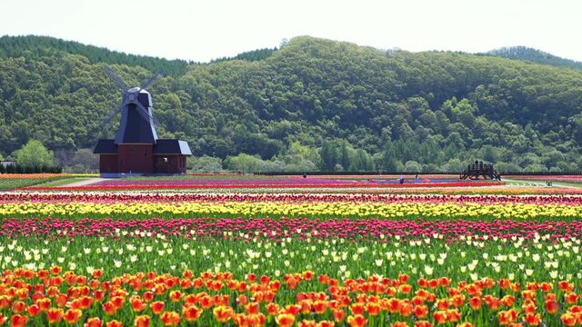 北海道上湧別のチューリップ09