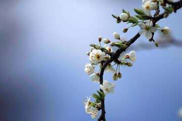 Blooming tree branch against the sky. Selective focus