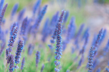 Lavender Blue Spear or lavender canariensis flowers. Cold tone background. 