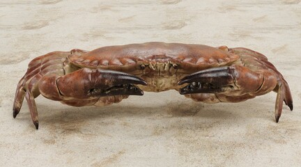 Realistic 3D Render of Edible Crab