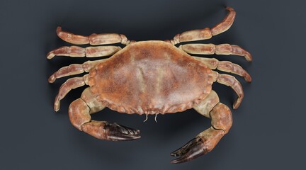Realistic 3D Render of Edible Crab