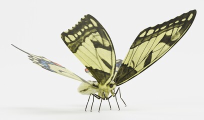 Realistic 3D Render of Old World Swallowtail Butterfly
